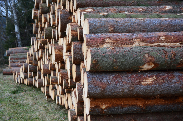 запрет на вывоз необработанной древесины за границу 